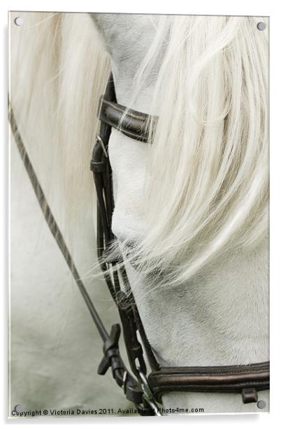 Grey Pony Acrylic by Victoria Davies