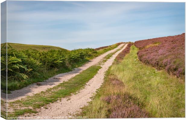 Track through the flowering heather  on the north side of Little Humblemoor hill in the Scottish Borders, UK Canvas Print by Dave Collins