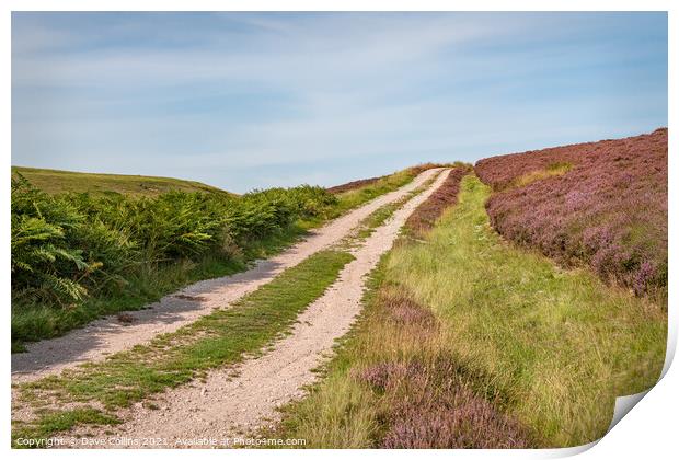Track through the flowering heather  on the north side of Little Humblemoor hill in the Scottish Borders, UK Print by Dave Collins