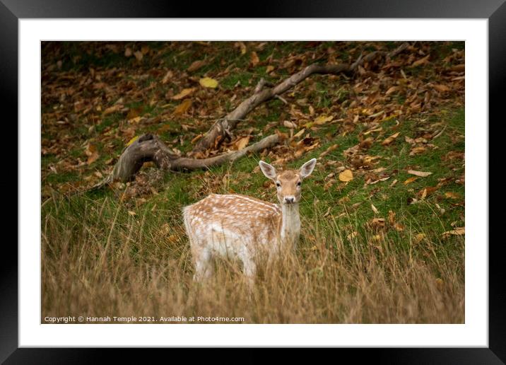 Fallow Doe  Framed Mounted Print by Hannah Temple