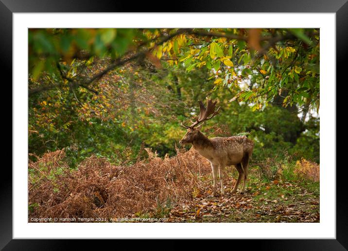 Stag surveying the area  Framed Mounted Print by Hannah Temple