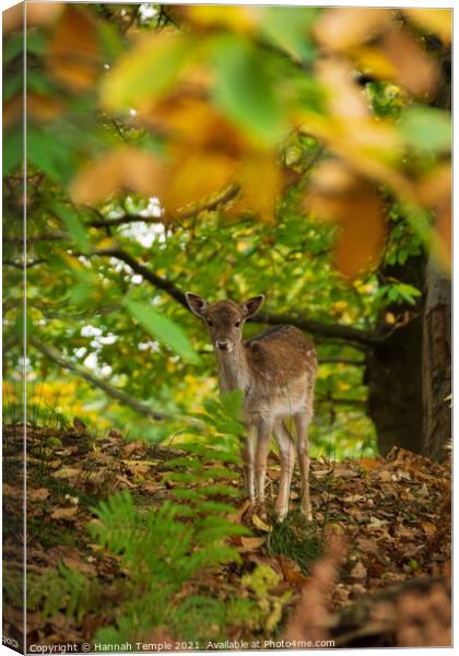 Fawn through the leaves  Canvas Print by Hannah Temple