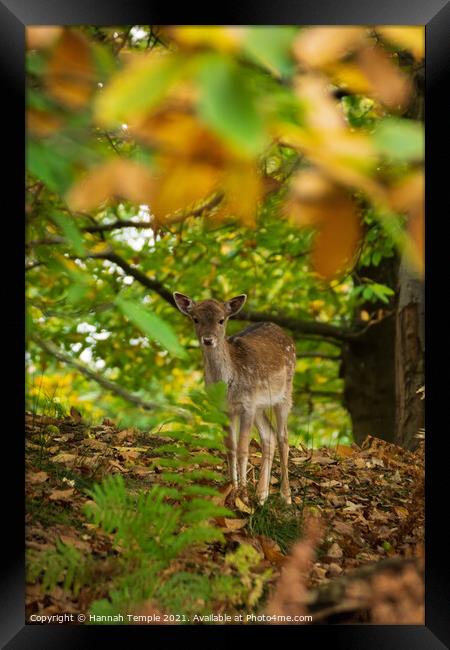 Fawn through the leaves  Framed Print by Hannah Temple