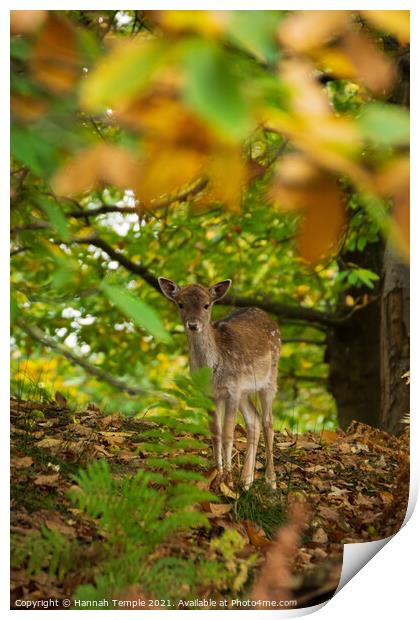 Fawn through the leaves  Print by Hannah Temple