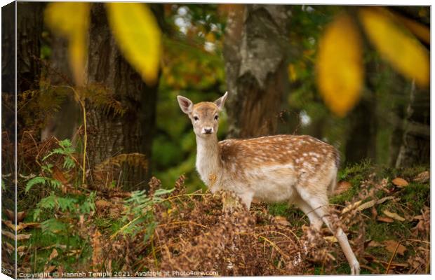 Autumnal Deer  Canvas Print by Hannah Temple