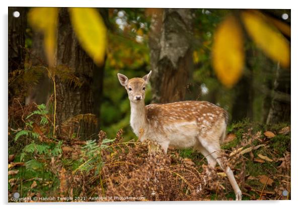 Autumnal Deer  Acrylic by Hannah Temple