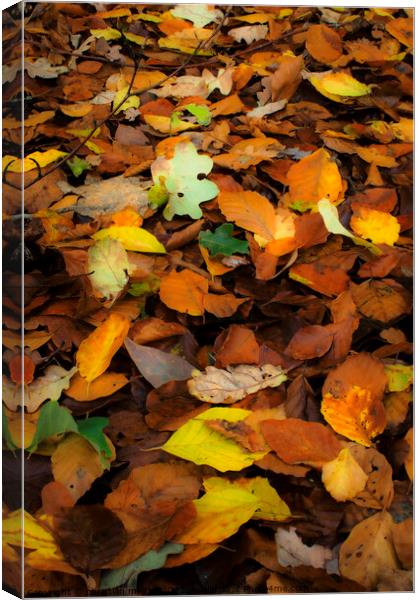 Autumn leaves Canvas Print by christian maltby