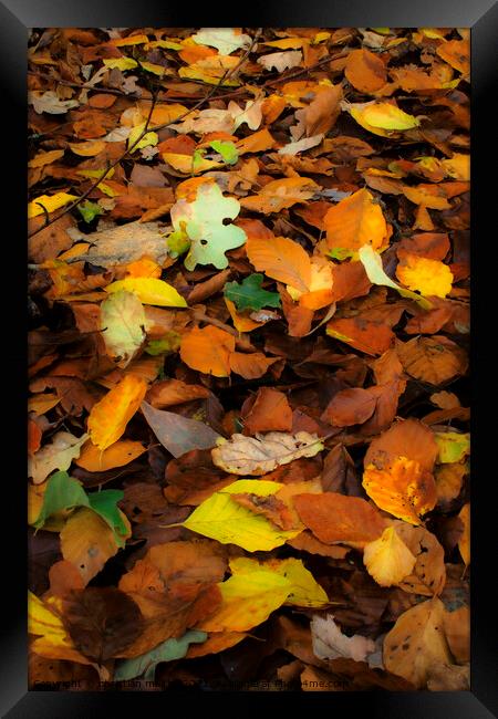 Autumn leaves Framed Print by christian maltby