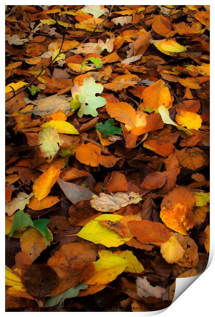 Autumn leaves Print by christian maltby