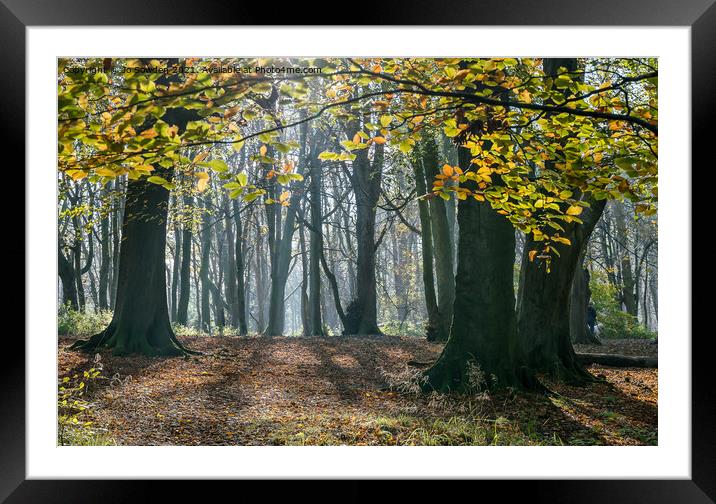 Early morning light Framed Mounted Print by Jo Sowden
