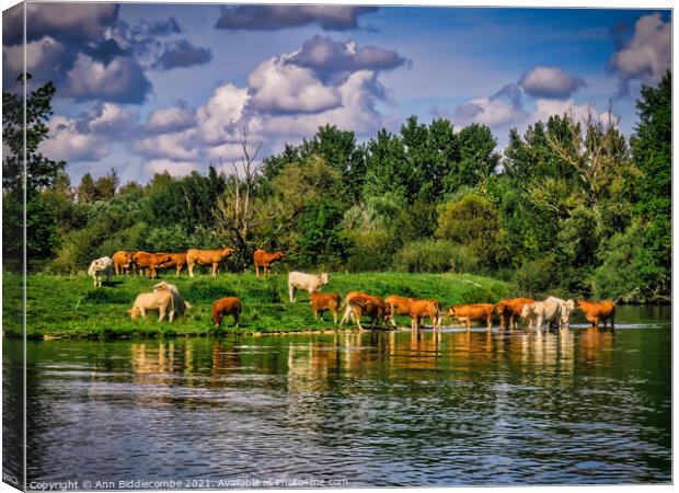 A Herd of French Cows by the Canal Canvas Print by Ann Biddlecombe