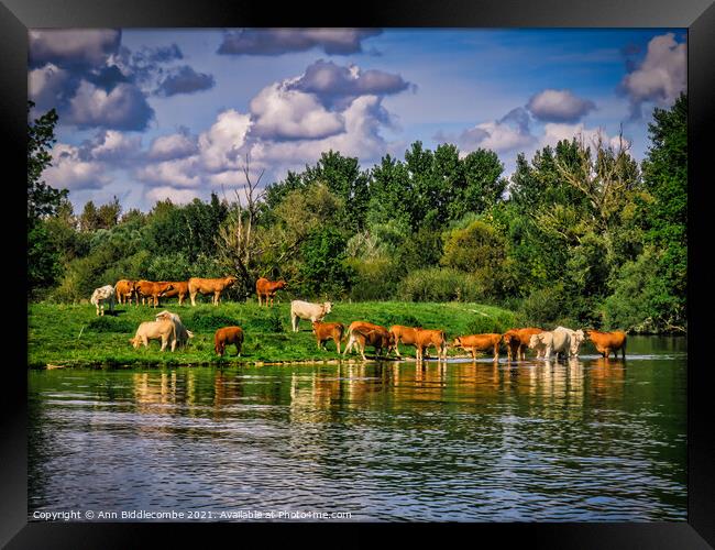 A Herd of French Cows by the Canal Framed Print by Ann Biddlecombe