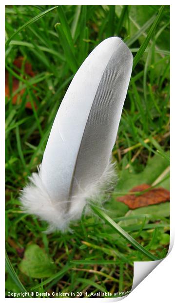 White and Grey Feather Print by Bessie Goldsmith