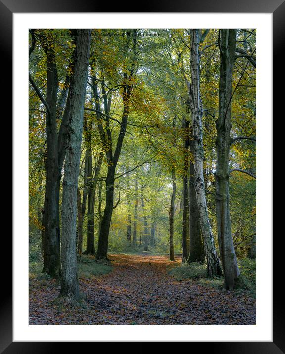 Autumn light Framed Mounted Print by Jo Sowden