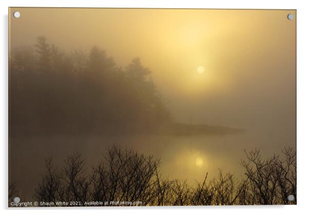 Misty Morning Acrylic by Shaun White