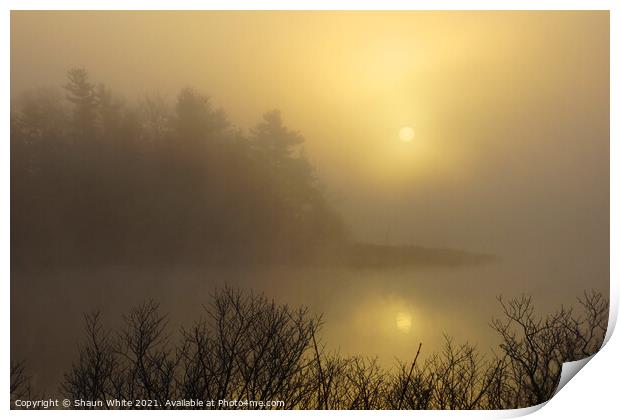 Misty Morning Print by Shaun White