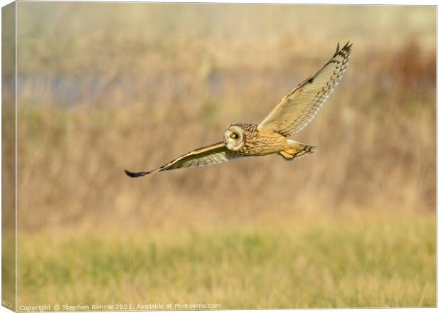Owl flying over fields in evening sunshine Canvas Print by Stephen Rennie