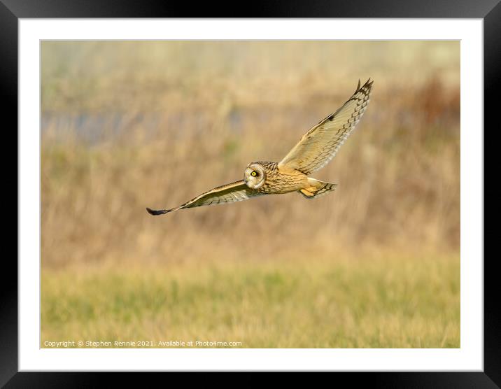Owl flying over fields in evening sunshine Framed Mounted Print by Stephen Rennie