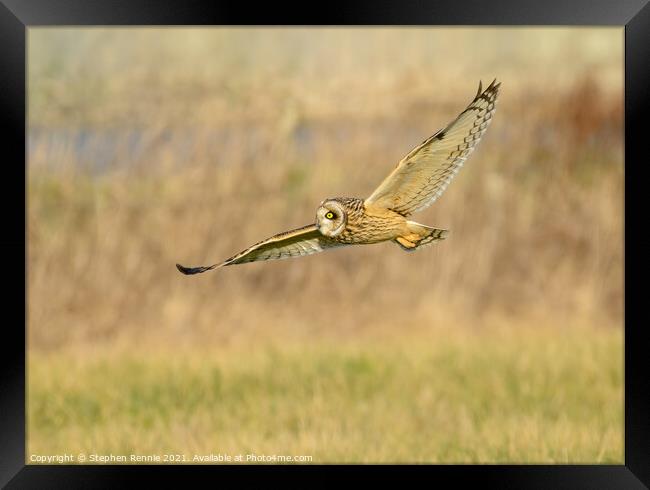 Owl flying over fields in evening sunshine Framed Print by Stephen Rennie