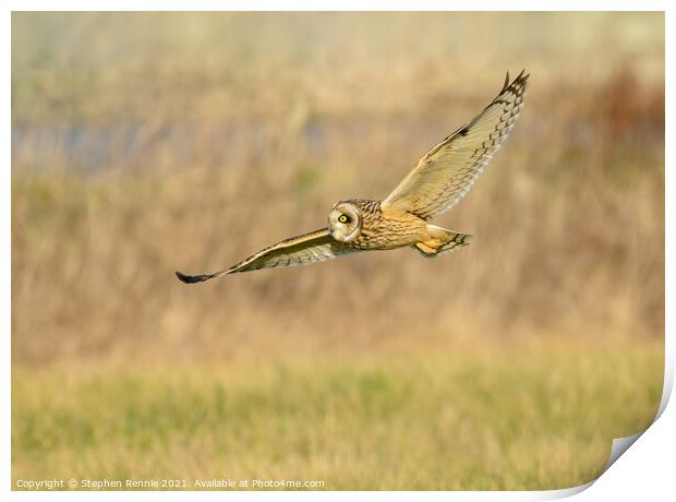 Owl flying over fields in evening sunshine Print by Stephen Rennie