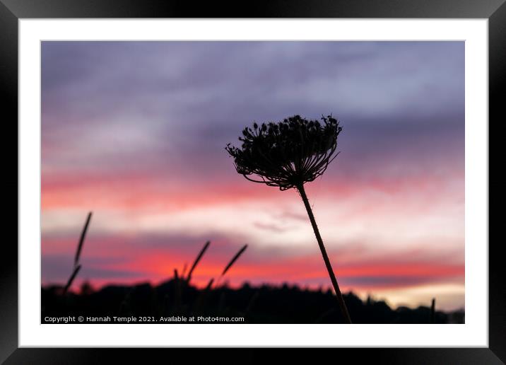 Cowslip against the sunset  Framed Mounted Print by Hannah Temple