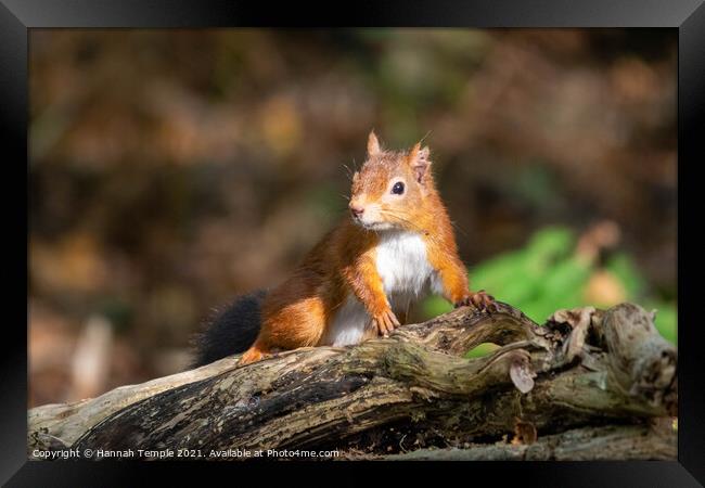 Red Squirrel  Framed Print by Hannah Temple