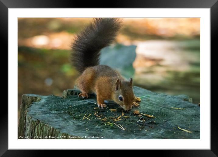 Red Squirrel Framed Mounted Print by Hannah Temple