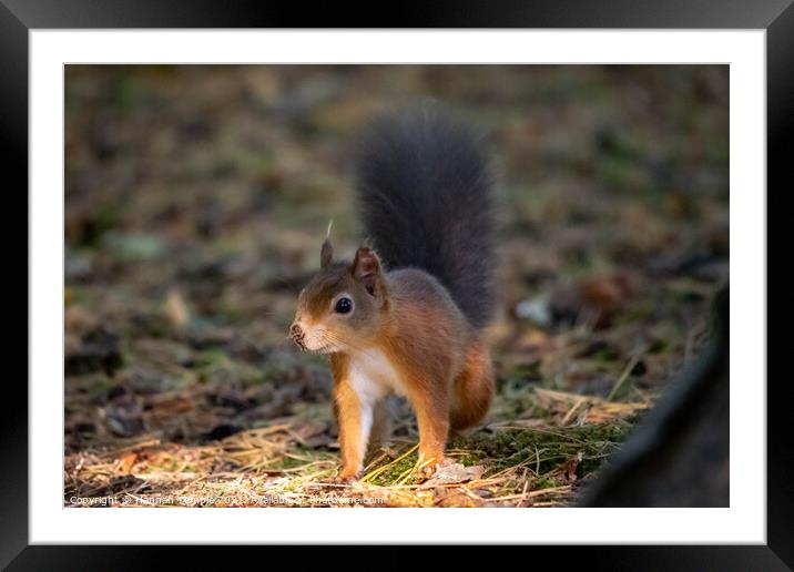 Red Squirrel  Framed Mounted Print by Hannah Temple