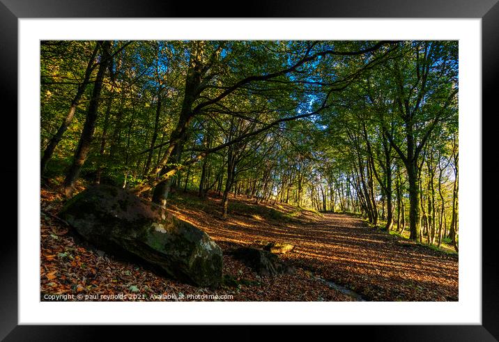 Autumn at Margam woods Framed Mounted Print by paul reynolds