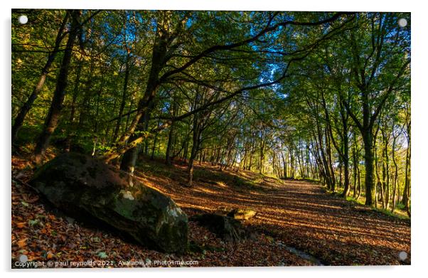 Autumn at Margam woods Acrylic by paul reynolds