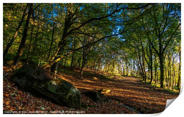 Autumn at Margam woods Print by paul reynolds