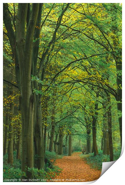 Autumn walkway Print by Alan Dunnett