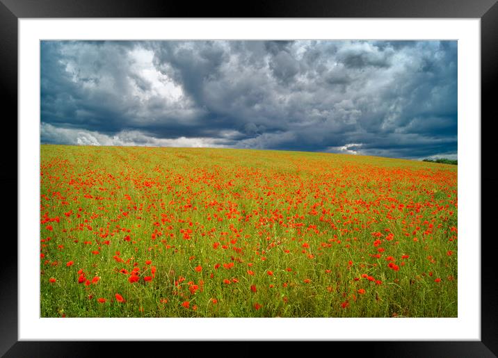 Barnsley Poppy Field Framed Mounted Print by Darren Galpin