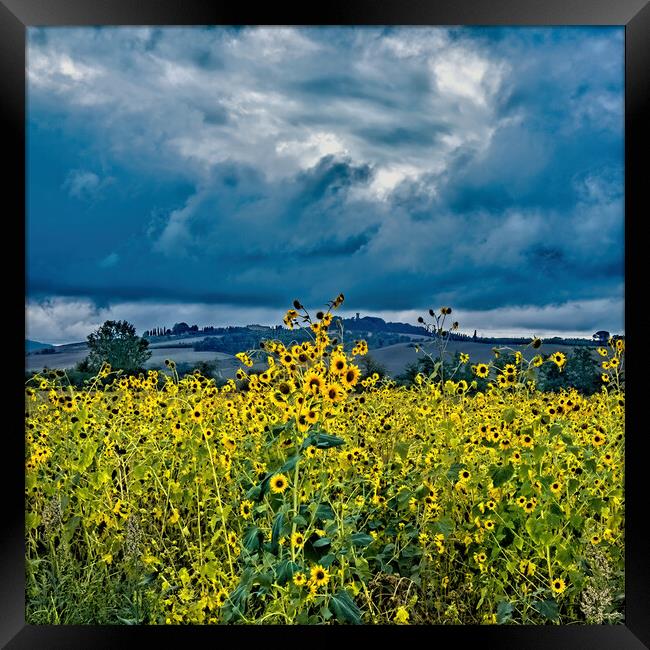 Tuscany Sunflowers Framed Print by Joyce Storey
