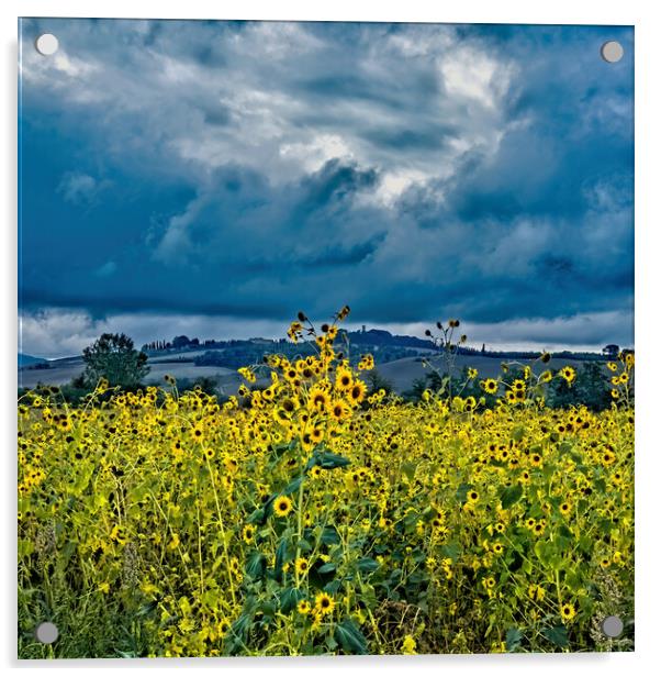 Tuscany Sunflowers Acrylic by Joyce Storey