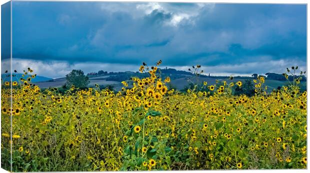 Sunflowers in Tuscany Canvas Print by Joyce Storey