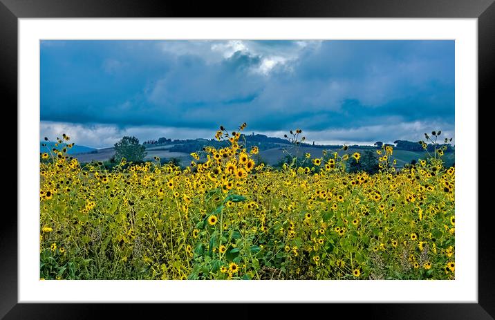 Sunflowers in Tuscany Framed Mounted Print by Joyce Storey