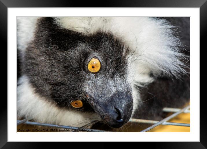 Black and White Ruffed Lemur portrait Framed Mounted Print by Fiona Etkin