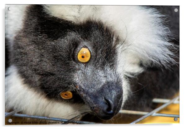 Black and White Ruffed Lemur portrait Acrylic by Fiona Etkin