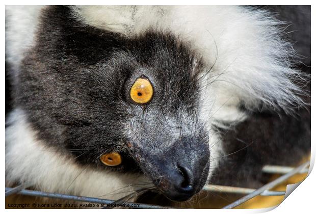 Black and White Ruffed Lemur portrait Print by Fiona Etkin