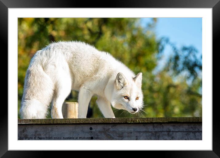 White Fox bathed in sunlight Framed Mounted Print by Fiona Etkin
