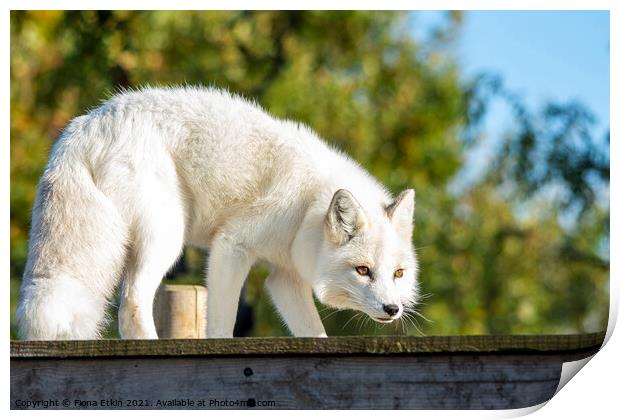 White Fox bathed in sunlight Print by Fiona Etkin