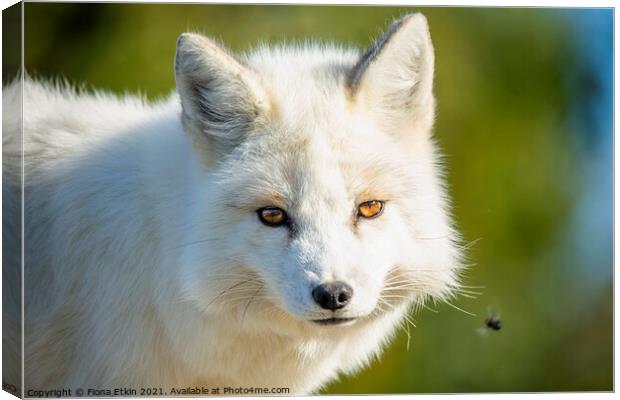 A close up of a  white fox Canvas Print by Fiona Etkin