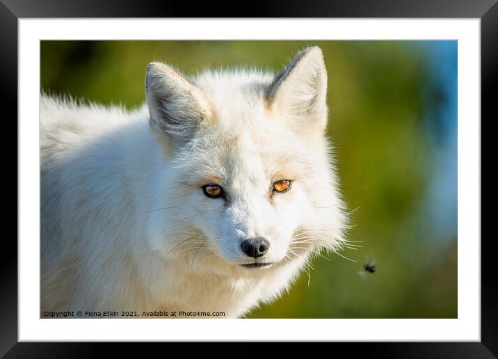 A close up of a  white fox Framed Mounted Print by Fiona Etkin