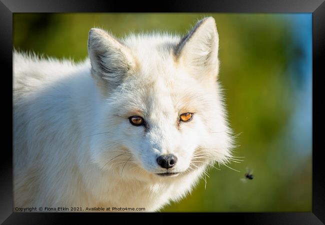 A close up of a  white fox Framed Print by Fiona Etkin