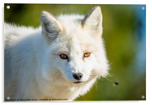 A close up of a  white fox Acrylic by Fiona Etkin