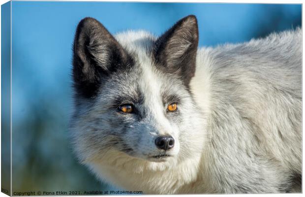 Grey and White Fox portrait Canvas Print by Fiona Etkin