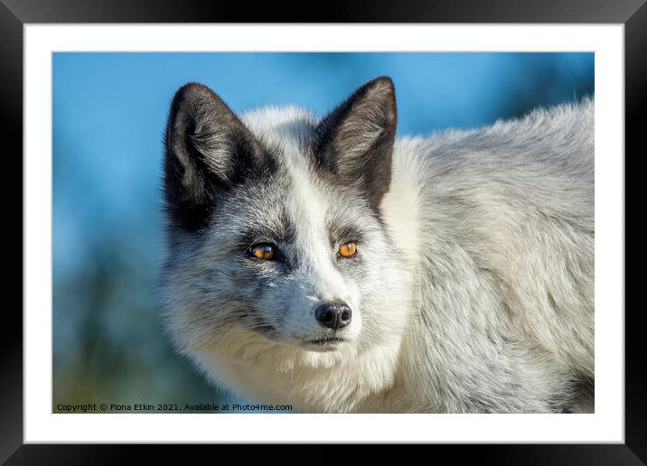Grey and White Fox portrait Framed Mounted Print by Fiona Etkin