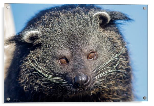 Binturong Portrait Acrylic by Fiona Etkin