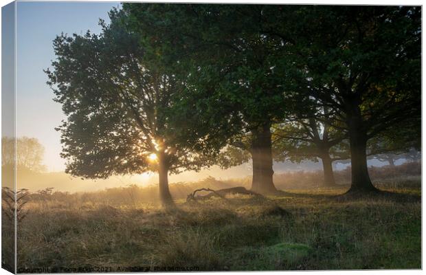 Daybreak through the trees Canvas Print by Fiona Etkin